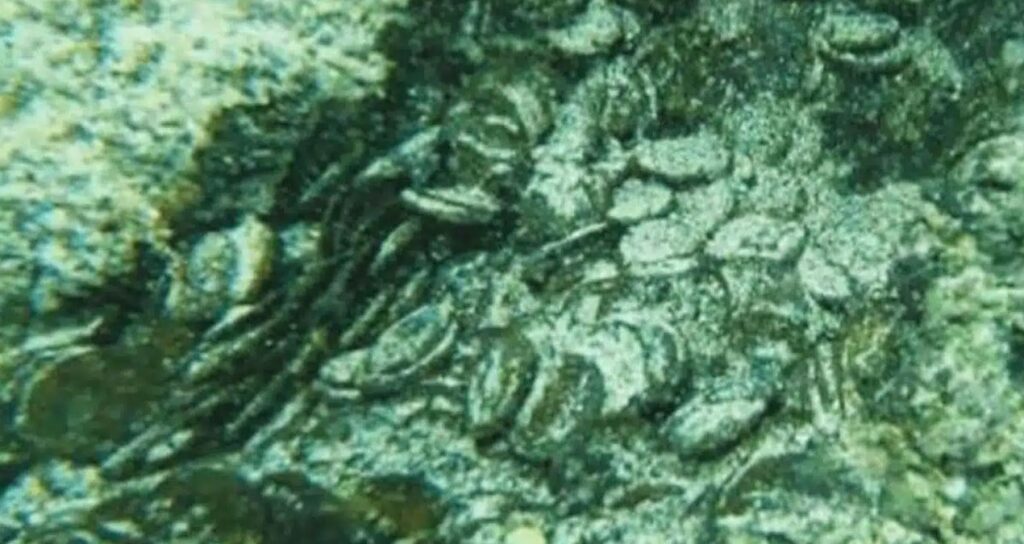 Akdeniz’in dibinden 50 bin tanesi çıkarıldı
