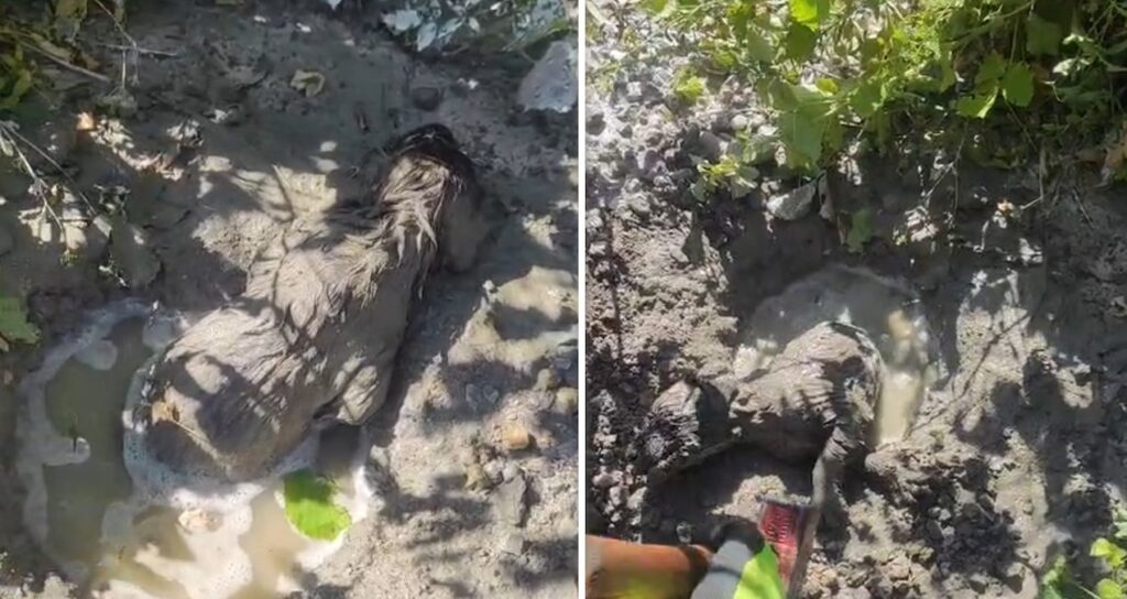 Yavru köpek mikserden dökülen betonun altında kaldı